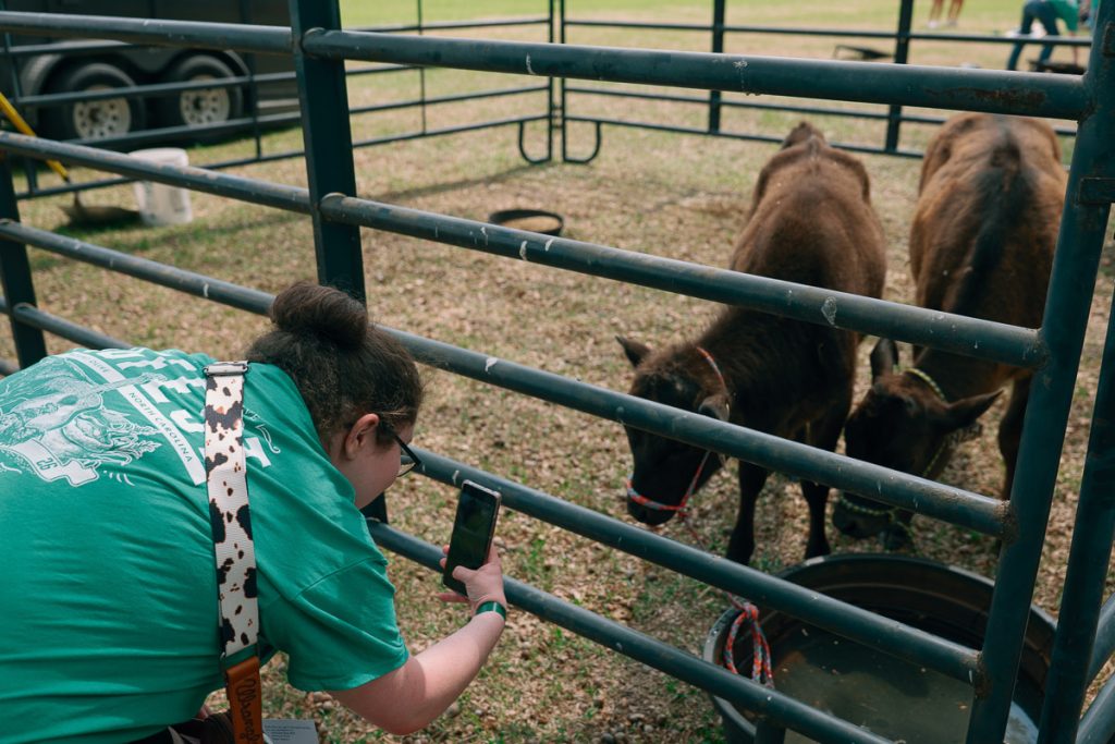 Student at UMO AG Fest taking photo of calf in a pin.